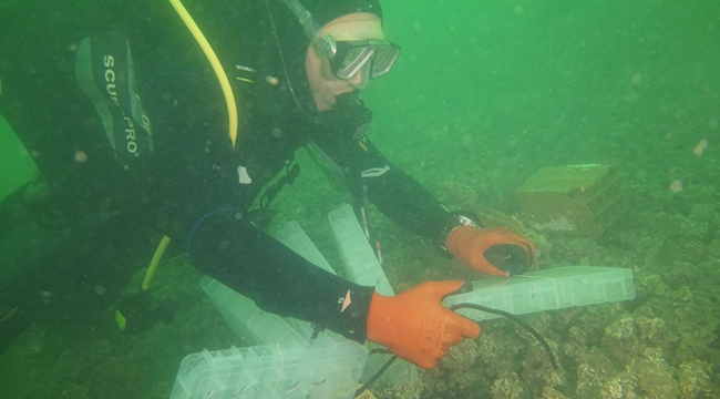 300 Istakoz Yavrusu Çanakkale Boğazına Bırakıldı