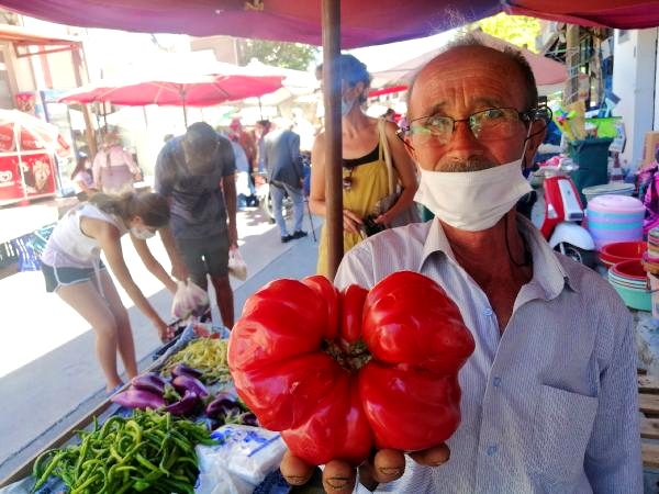 Ayvacık'ta Yetişen 1 Kilo 120 Gramlık Domates Büyüklüğüyle Şaşırttı