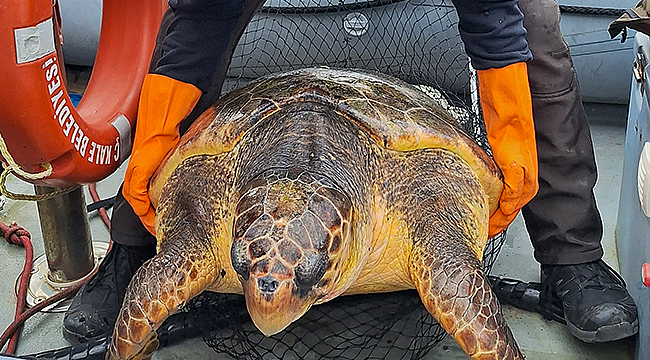 Caretta Caretta, Çanakkale Belediyesi Ekipleri Tarafından Kurtarıldı