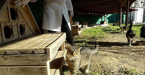 Kedi Köyünde Temizlik ve Sağlık Taraması Yapıldı