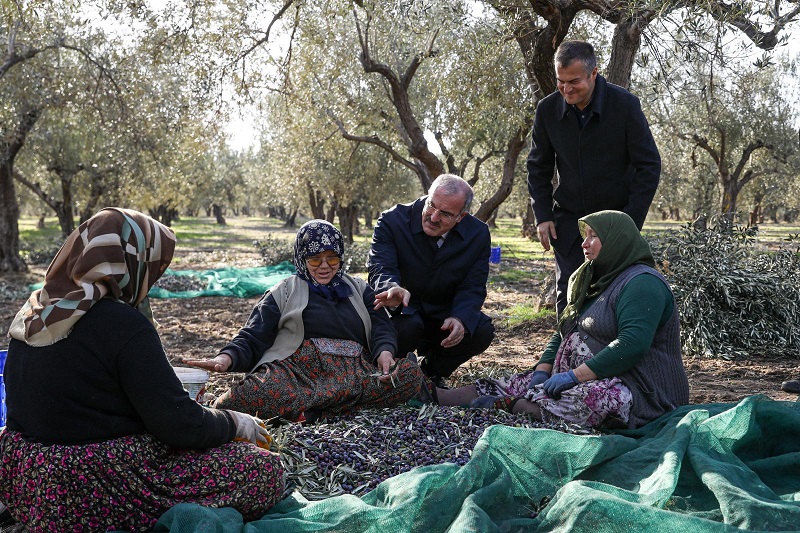 Vali Toraman, Ezine İlçesinde Bulunan Zeytinyağı Fabrikalarını Ziyaret Etti