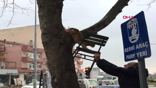 Çanakkale Ağaçta Mahsur Kalan Kedi, Sandalye Uzatılarak Kurtarıldı