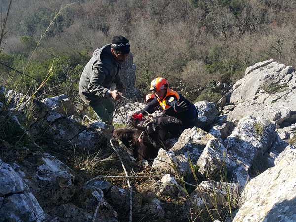 Mahsur Kalan Keçileri AFAD Kurtardı