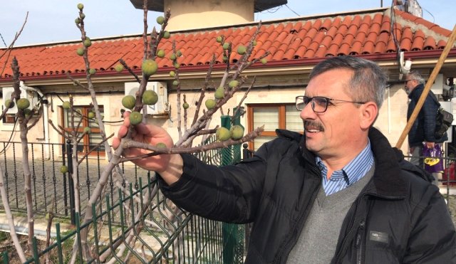 Çanakkale'de Kış Mevsiminde İncir Ağacı Meyve Verdi