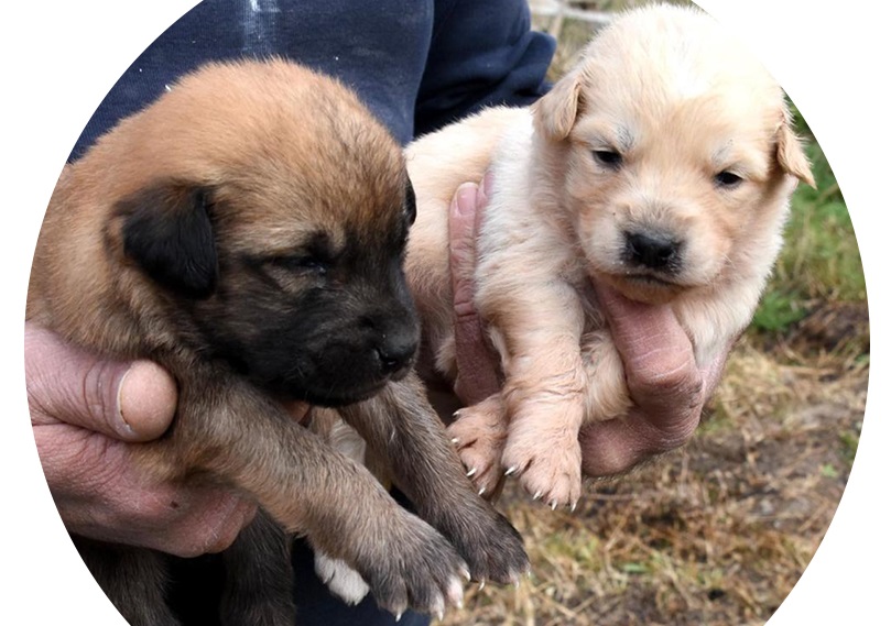 Yavru Köpekler Sahiplenilmeyi Bekliyor