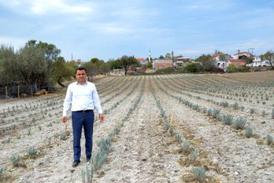 Çanakkale Gelibolu Yarımadası'nda 'Lavanta Tarla Günü' Etkinliği